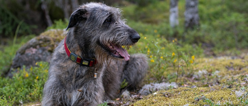 Irish Wolfhound puppy for sale In India