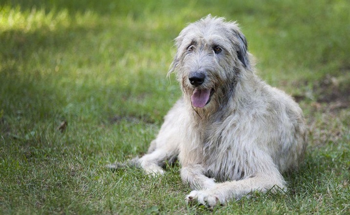 Irish Wolfhound dog price In India