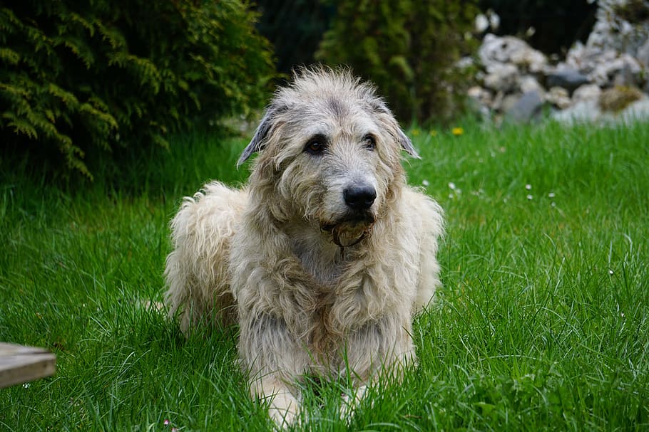 Irish Wolfhound puppy price In India