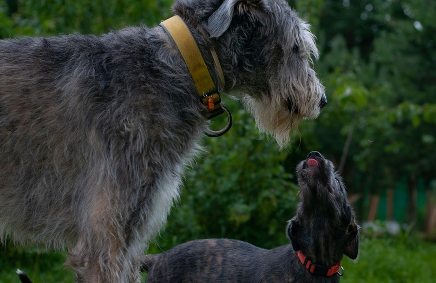 Irish Wolfhound male Puppy Price In india