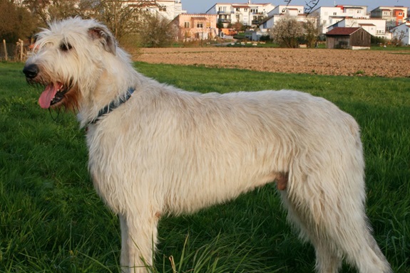 Buy Irish Wolfhound dog online In India