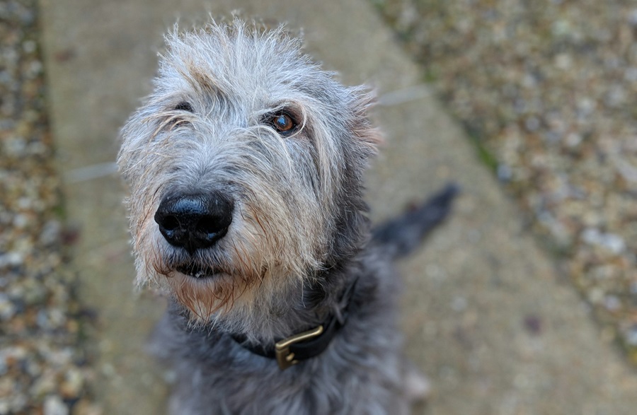 Irish Wolfhound dog kennel In india