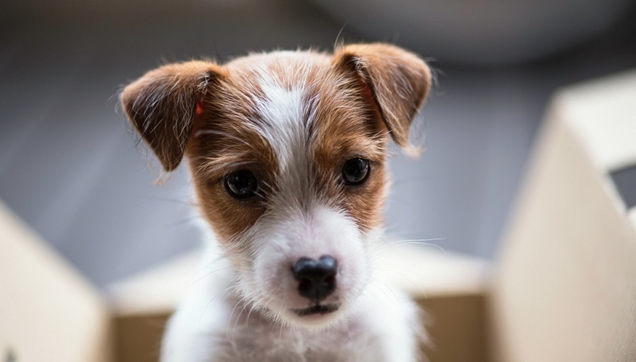 Jack Russel Terrier puppy price In India