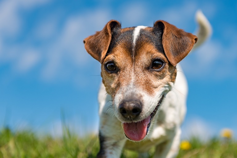 Jack Russel Terrier dog kennel In india