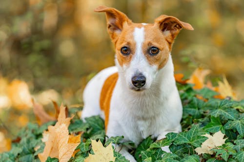 Jack Russel Terrier dog price In India