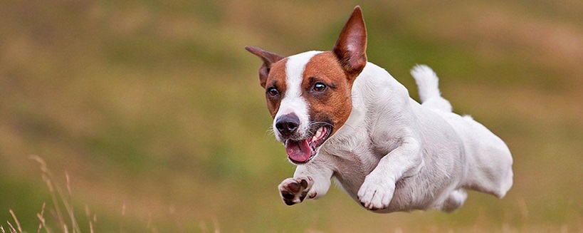 Jack Russel Terrier puppy for sale In India