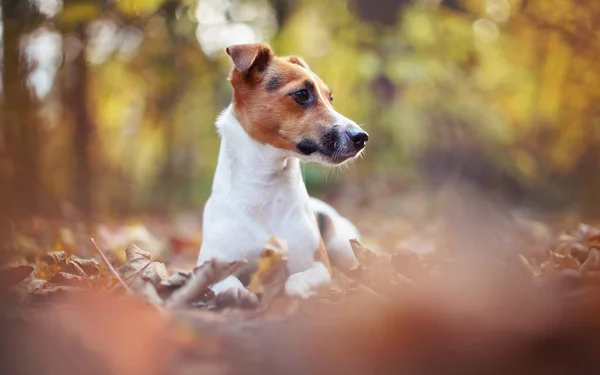 Buy Jack Russel Terrier dog online In India