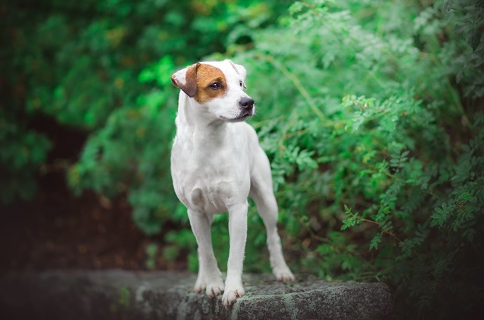 Jack Russel Terrier male Puppy Price In india