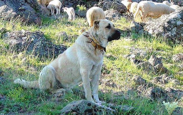 Kangal Shepherd male Puppy Price In india