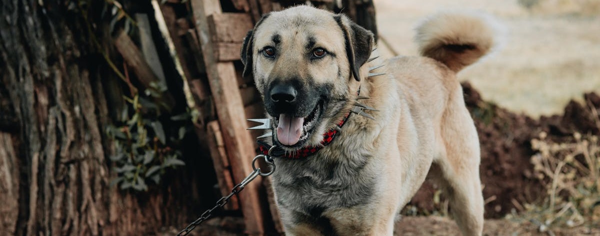 Kangal Shepherd puppy for sale In India