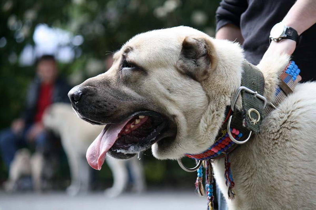 Kangal Shepherd dog price In India