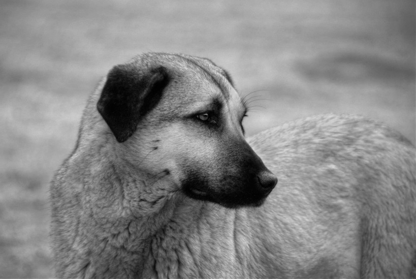 Kangal Shepherd puppy price In India