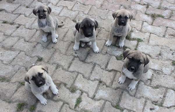 Kangal Shepherd dog kennel In india