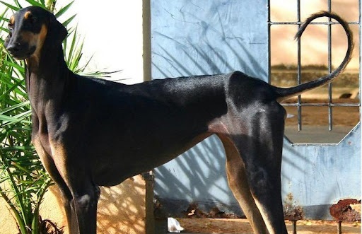 Kanni dog kennel In india