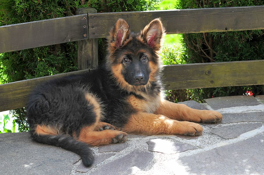 King Shepherd dog breeder In India