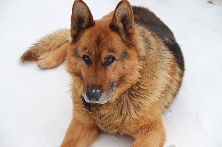 King Shepherd puppy price In India