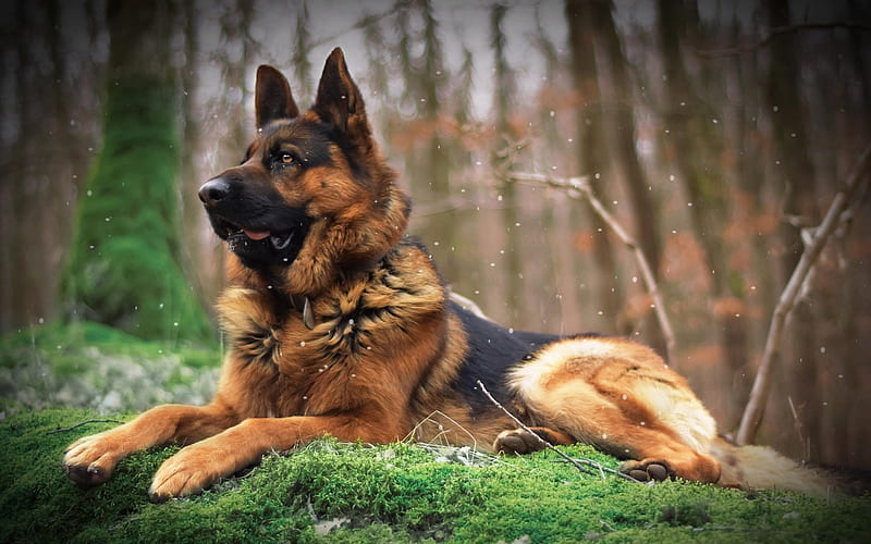 King Shepherd male price In India