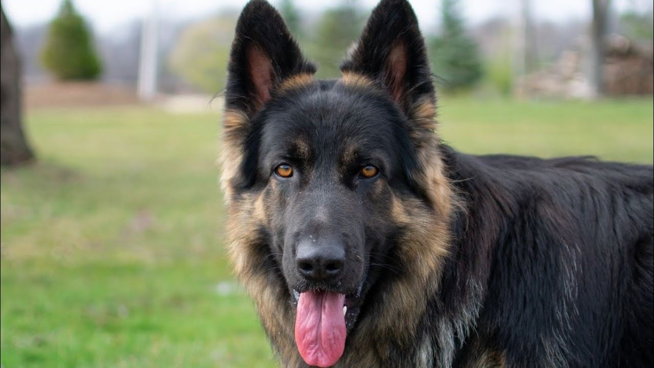 King Shepherds Dog-Breed Price In india