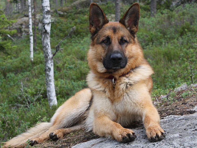 King Shepherd dog price In India