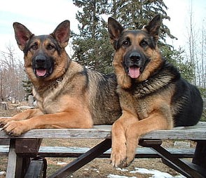 King Shepherd dog price In India