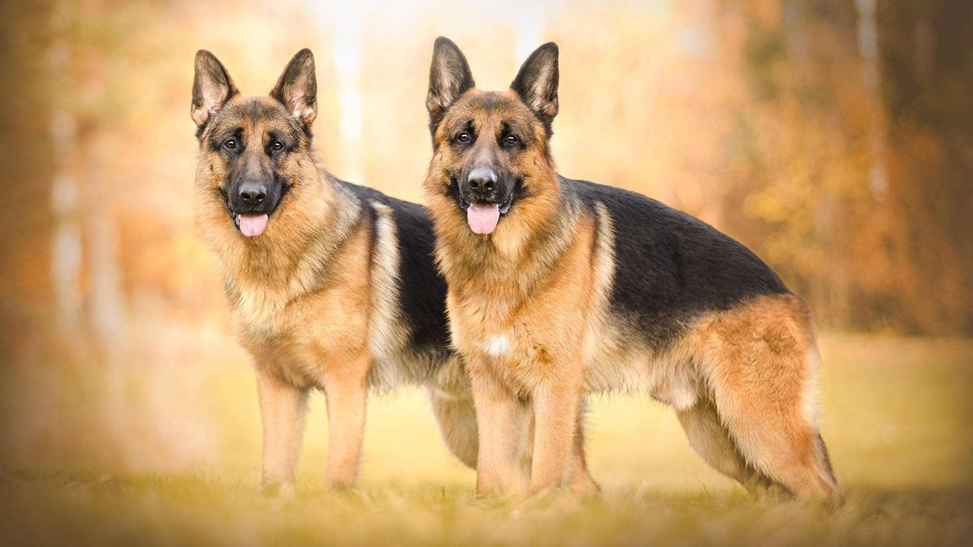 King Shepherd for sale In India