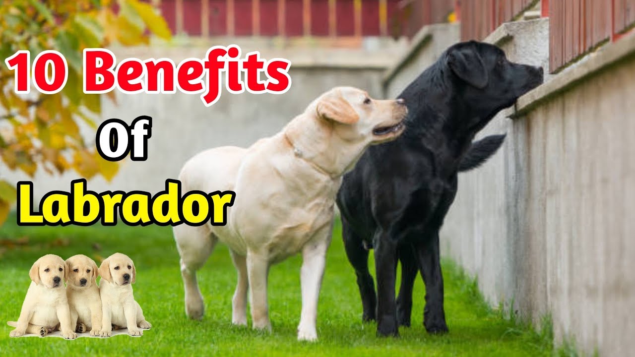 Major Benefits Of Getting A Labrador Retriever In India