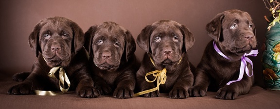 chocolate Labrador Retriever price In India