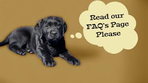 Frequently Asked Question About Labrador Retriever In India