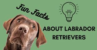 Interesting Facts About Labrador Retrievers