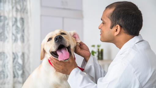 Major Benefits Of Getting A Labrador Retriever In India