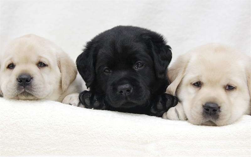 Labrador Retriever dog for sale in Bangalore