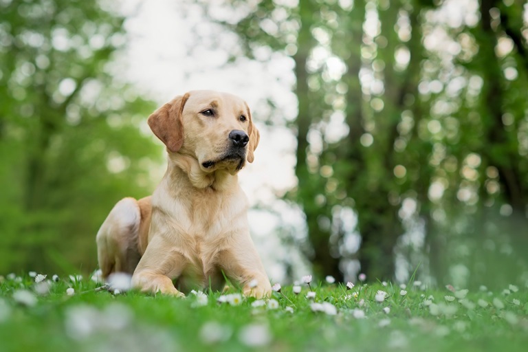 Lab puppy For Sale In India