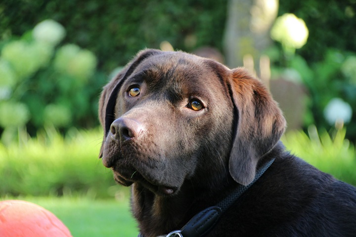 Black Labrador price in Goa