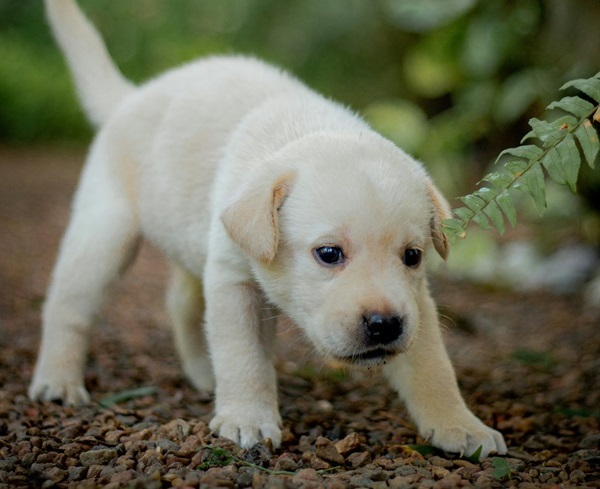 Buy Labrador puppies online in Goa