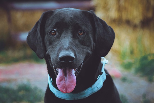 Chocolate Labrador price in Kolkata