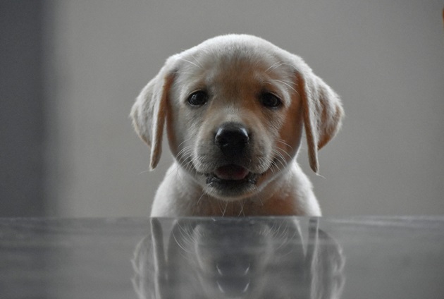 Black Labrador price in Kolkata