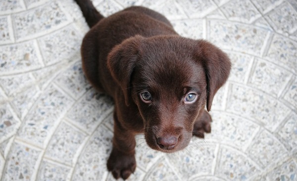 Labrador dog for sale online in Kolkata