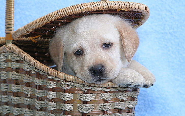 Labrador Retriever online pet store in india