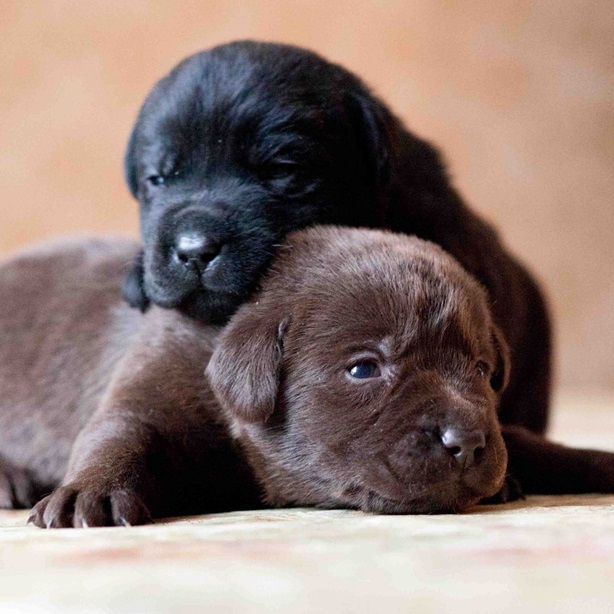 Labrador Retriever dog breeder in india