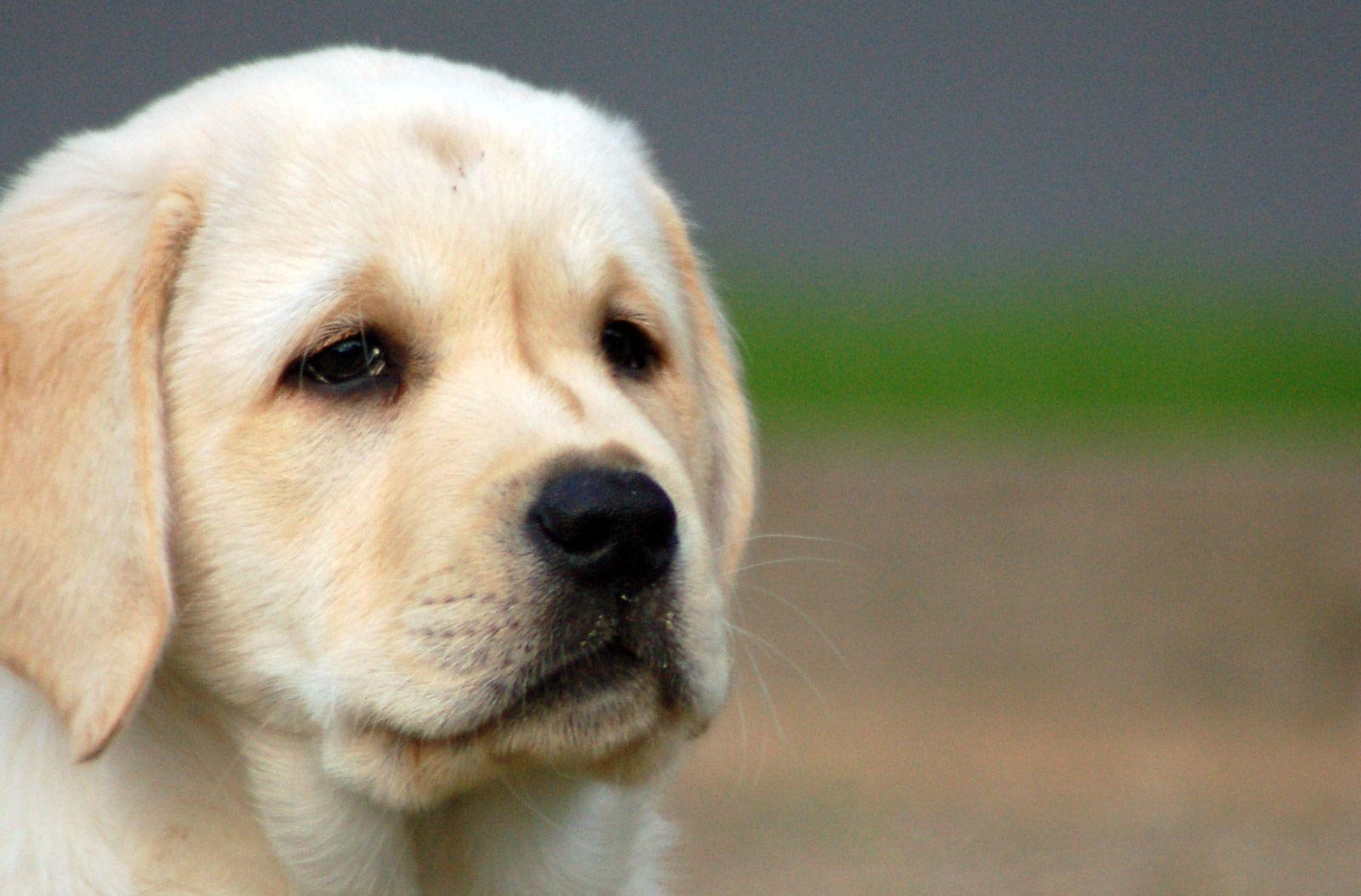 Important Considerations Before Bringing A Labrador Retriever Home