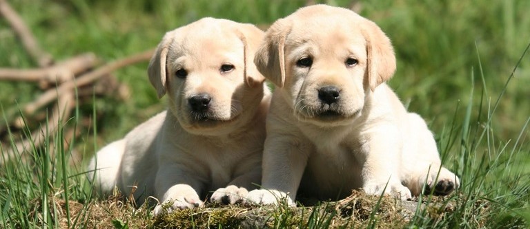 Labrador dog kennel in india