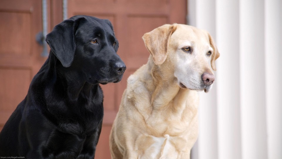 Labrador Retriever online purchase in india