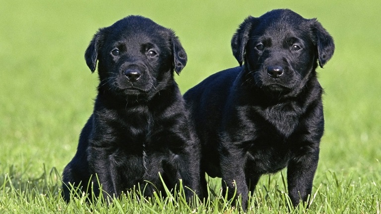 Labrador retriever petshop In India