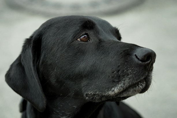 Labrador retriever puppy for sale in India