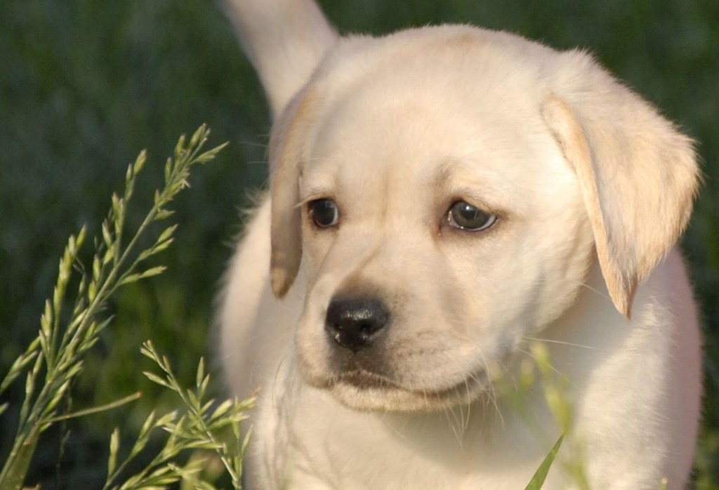 Labrador Retriever puppy price in india