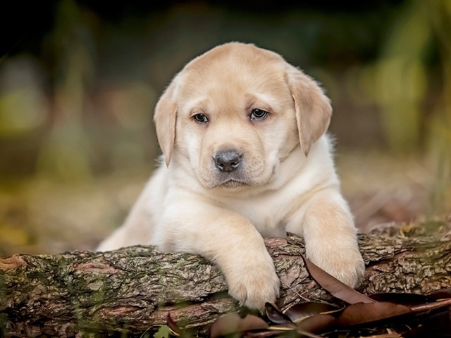 buy Labrador Retriever puppy online in india