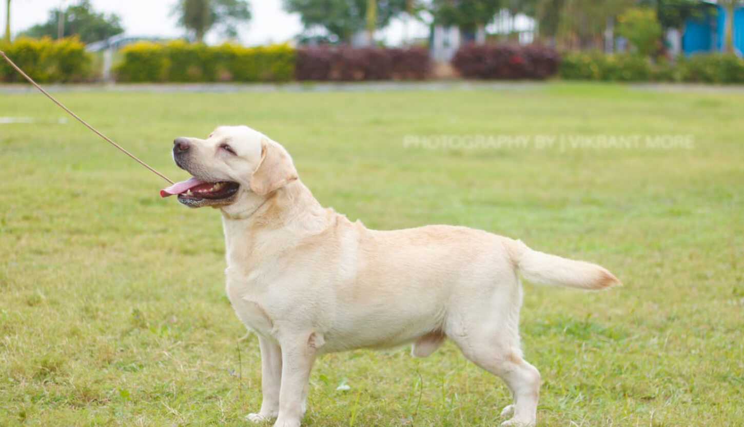 Fashion labrador dog cost