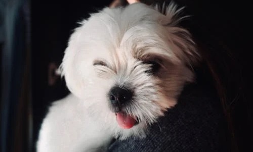 Benefits of getting Lhasa Apso in india