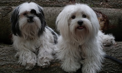 Why Purchase Lhasa Apso from a Reputable Dog Breeder in India