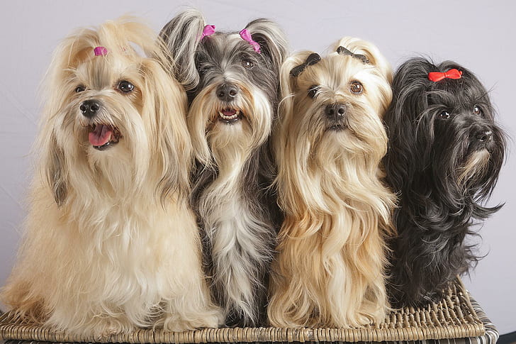 Lhasa Apso buyers guide In India